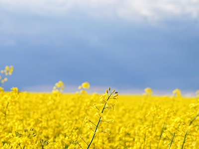 2022 Gothenburg Book Fair adds “Voices from Ukraine” theme to programme